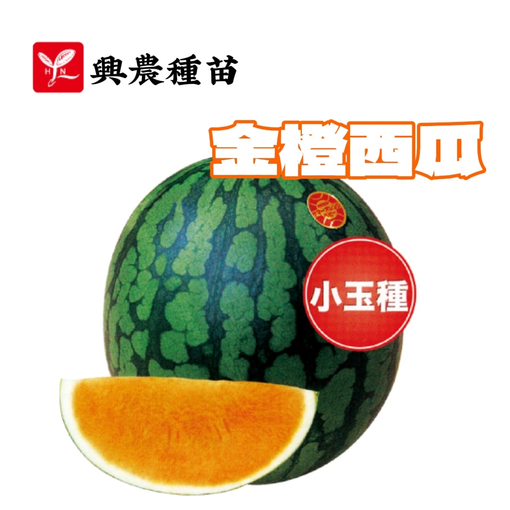 金橙西瓜 (小玉種) 橙肉【蔬果種子】西瓜種子 金橙西瓜種子 橙肉西瓜種子 興農牌 中包裝種子 每包約1公克