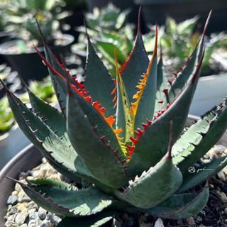 噴火者 龍舌蘭 側芽販售 非組培 含盆寄出不加價 龍舌蘭AGAVE 嚴龍 甲蟹 塊根植物 多肉植物