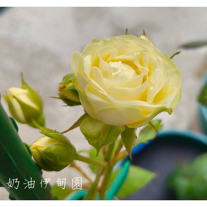 ［奶油伊甸園/奶油龍沙寶石］非田土 4吋玫瑰花苗 奶油般綿密細膩質感的花朵