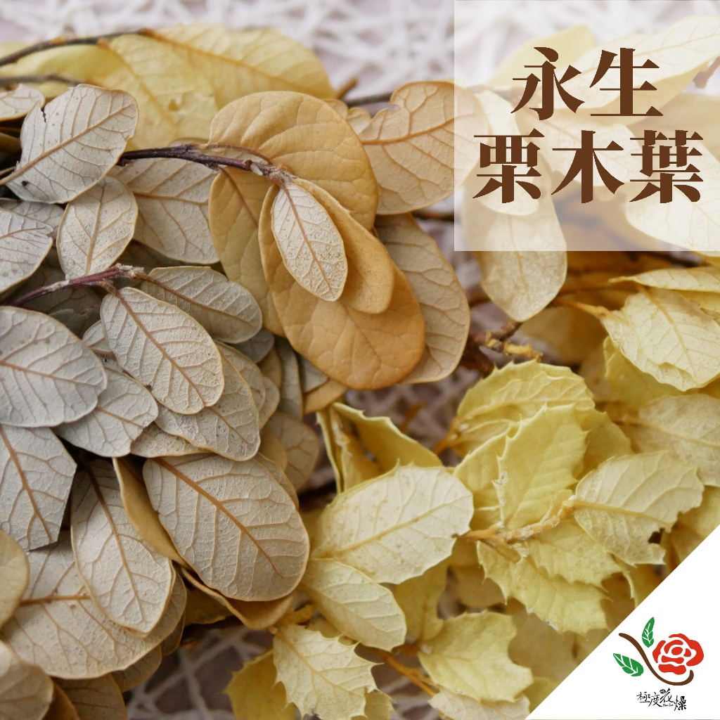 永生栗木葉 栗木葉 極度花燥 花材 葉材 永生花 乾燥花 不凋花 白栗葉 橡樹葉 不凋葉 畢業季 畢業 七夕 情人節
