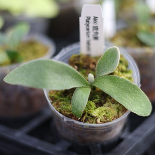 AKKI鹿角蕨 孢子苗 2吋盆 蕨類植物 鹿角蕨上板 觀葉植物 園藝 植栽 陽臺植物 盆栽【阿金的便秘花園】PP260