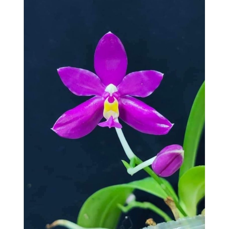 【蘭蕨雨林】Phal. pulchra x sib，原生蝴蝶蘭，會長花梗芽(會生小孩)，高報酬率，越種生越多。