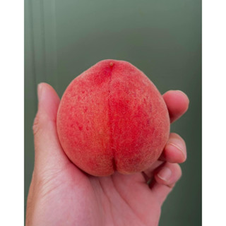 ★綠霖園藝★紅寶石水蜜桃嫁接苗高度60公分觀賞植物/水果樹苗/新興果樹/果苗/嫁接/植物/盆栽