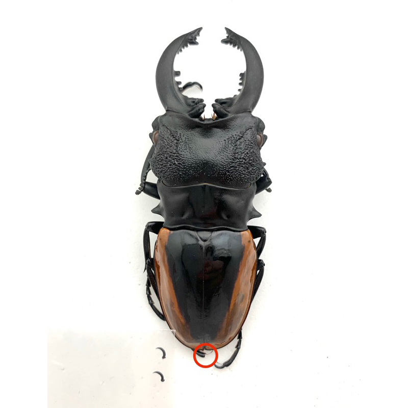 odontolabis的價格推薦- 2025年10月| 比價比個夠BigGo