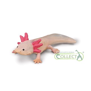 恐龍動物模型 CollectA 蠑螈 六角恐龍