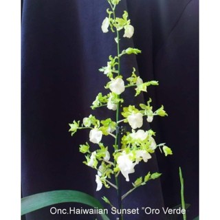 大眾蘭園 文心蘭 Onc.Hawaiian Sunset "Oro Verde" 綠金