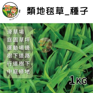 類地毯草種子 草皮種子-假日農夫