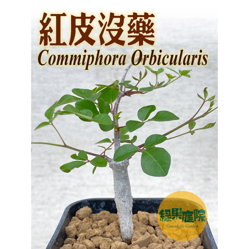 塊根植物 Commiphora orbicularis Commiphora orbicularis 種子