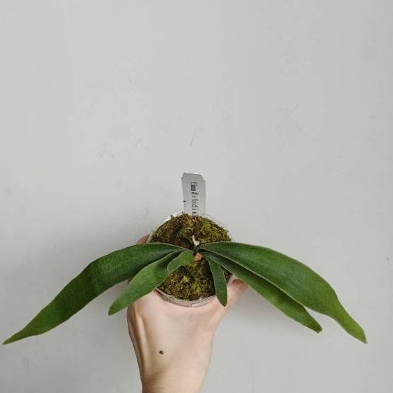 【埔茂花市】✦ 2.5吋 BannAX野銀 鹿角蕨