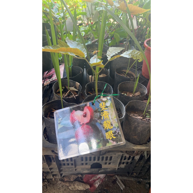 ★綠霖園藝★斐濟紅龍眼 3寸盆 觀賞植物/水果樹苗/新興果樹/果苗/嫁接/植物/盆栽