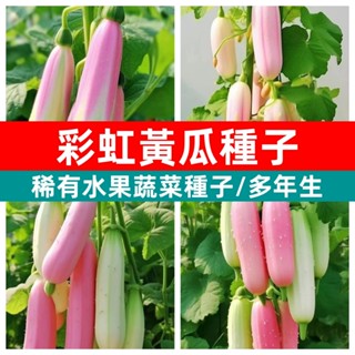 🥬彩虹黃瓜種子VHG-3 觀賞小黃瓜水果黃瓜稀有盆栽地栽高產黃瓜家庭庭院特色爬藤蔬菜種子