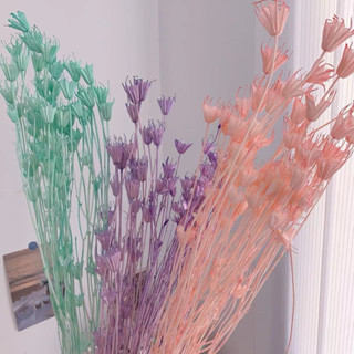 現貨🔺大把 八角乾燥花 木百合 八角花 乾燥花 永生花 花束 插花 花材 玻璃花盅 居家裝飾 拍照道具 浮游花 蠟燭花材