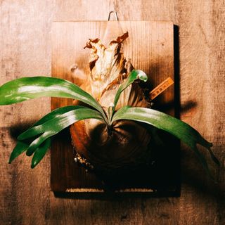 【Buttero】植物名牌 植物牌 觀葉植物 多肉植物 鹿角蕨