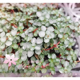 芙菈朵森林 灰綠冷水花 銀葉嬰兒淚 雪花蔓 3吋盆 觀葉植物 多肉植物 小品盆栽