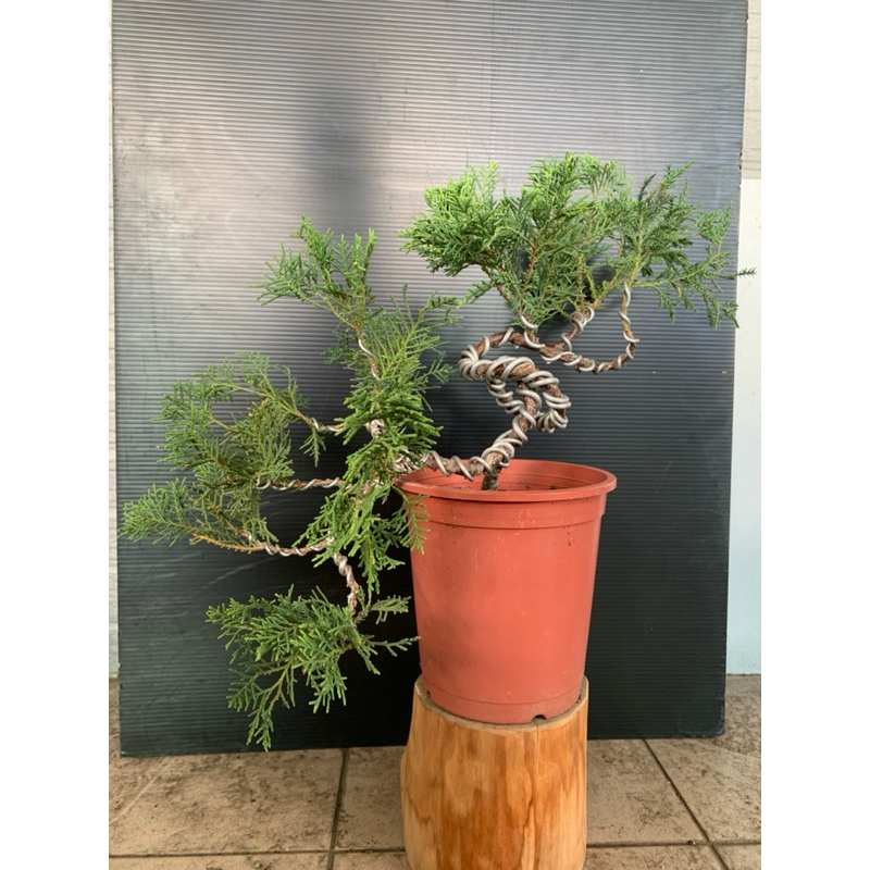 懸崖真柏的價格推薦- 2025年12月| 比價比個夠BigGo