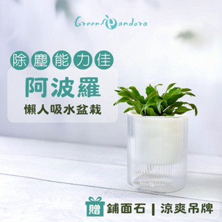 Green Pandora 阿波羅盆栽 千年木 空氣淨化 除塵 除甲醛 光汐吸水盆栽 懶人盆栽 室內植物 辦公室盆栽