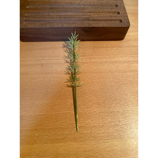 模擬竹子 模型樹 仿真植物 建築模型 約10公分