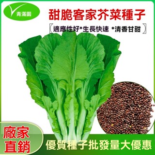 （買五送一）易生長 四季種植 高發芽率96% 田園種植 庭院盆栽 四季客家芥菜種子甜芥菜大寬葉農家菜園青菜蔬菜種籽