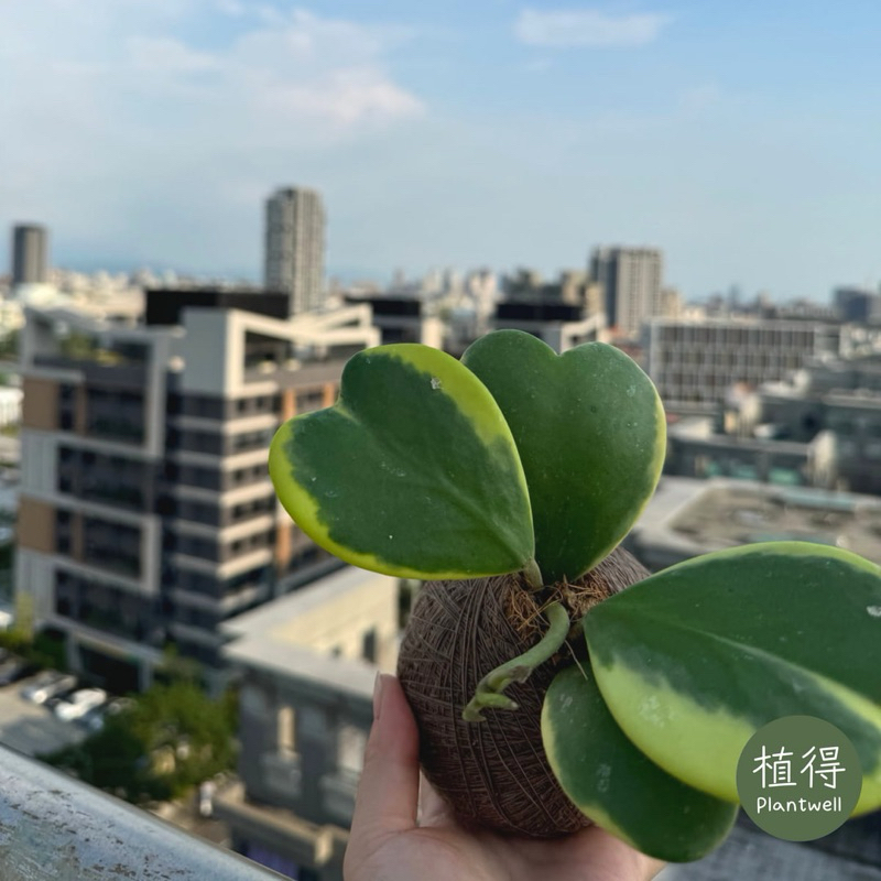 植得｜斑葉心葉毬蘭·苔球｜觀葉植物·室內植物·辦公室·送禮·禮物·風水招財