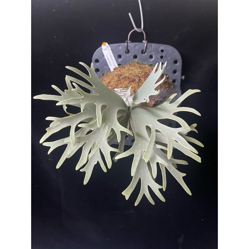 特選株❗️yello moon dwarf spore yellow moon spore的價格推薦- 2025年9月| 比價比個夠BigGo