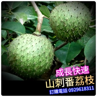 ✅山刺番荔枝✅標準苗-超取版 刺果番荔枝 羅李亮果 紅毛榴槤Annona muricat熟果味道芬芳，種獨特且濃鬱的芳