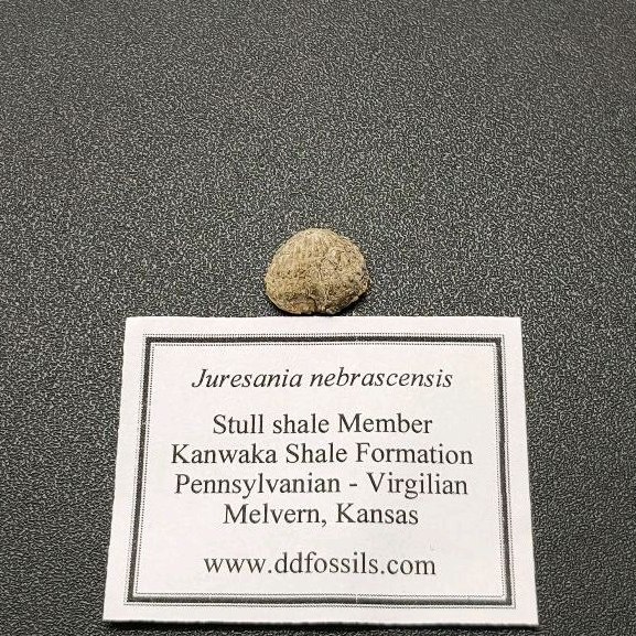 [海膽的刺]Juresania nebrascensis/腕足動物化石_40