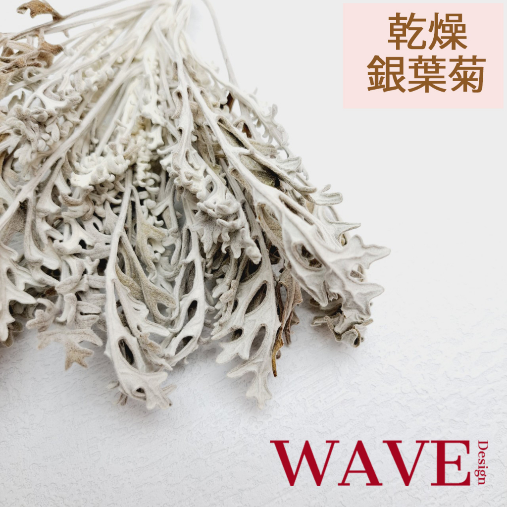 《WAVE Design 》乾燥天然銀葉菊 乾燥花圈 材料 乾燥花束 不凋花 拍照道具 室內擺飾 乾燥花材 裝飾插花鄉村