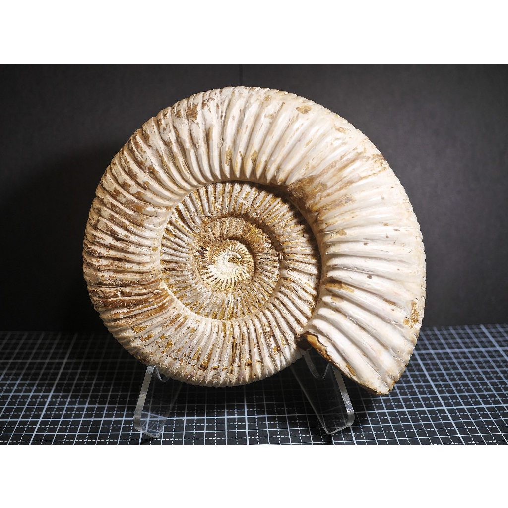 【實物實拍】【現貨】【露蝦】旋菊石化石(167mm)(原生殼保存良好) 自然科學 古生物 活化石 收藏 恐龍 三葉蟲