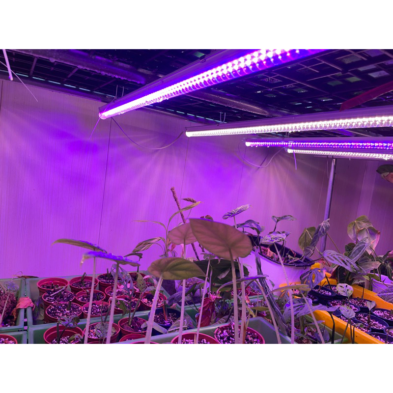 OSIA植物光電  植物燈 觀葉植物 多肉植物 育苗