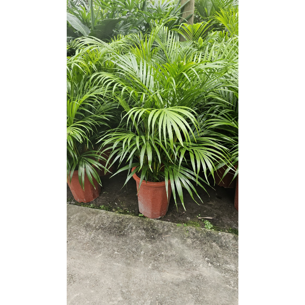 李家果苗 黃椰子 一尺盆 1尺盆 觀葉植物 高度70-80公分 單價900元含運費