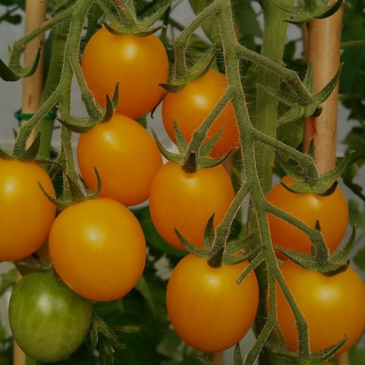 MJ植材工作室- 黃小番茄 黃金小番茄苗 黃金小番茄 在家當農夫