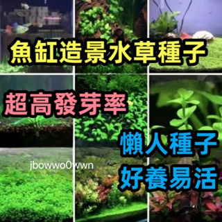 爬地矮珍珠水草籽 四季淡水 懒人种子 养殖造景 净化草缸迷你增氧植 觀賞性綠植 魚缸水草