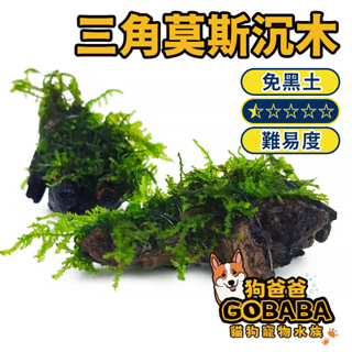 ★狗爸爸★ 莫絲沉木 三角莫斯 免CO2 超耐命 水草造景 魚缸造景 魚缸飾品 綠色水草 G132