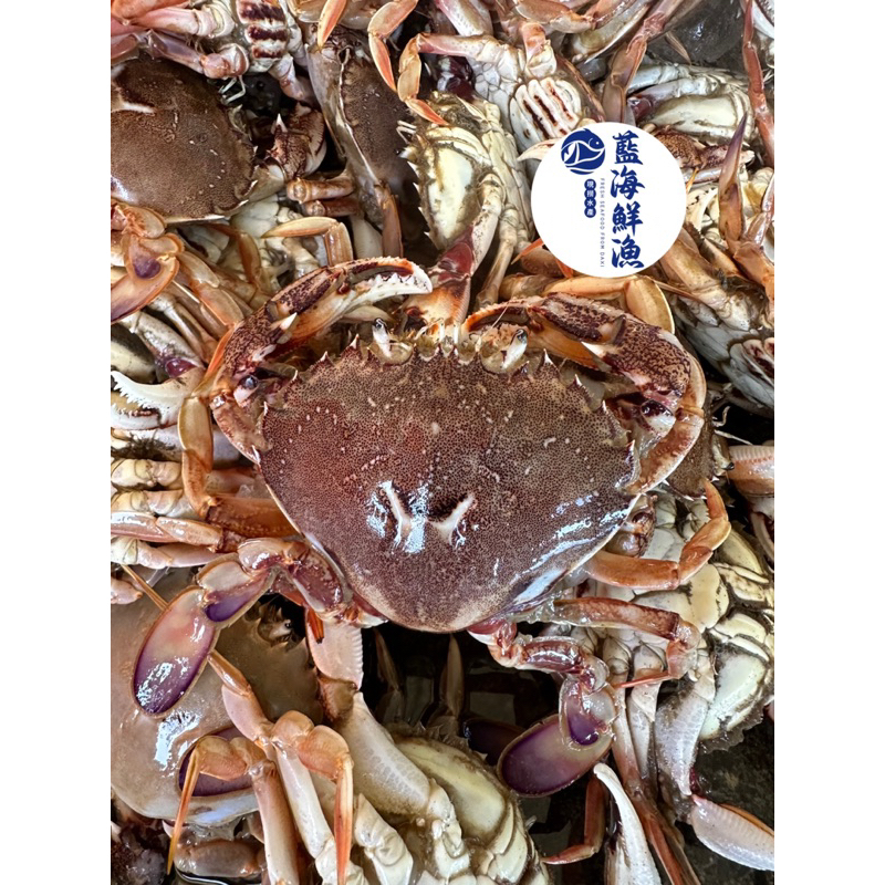 「季節限定預購」藍海鮮魚-大溪漁港季節限定「牛蹄蟹 牛角蟹」