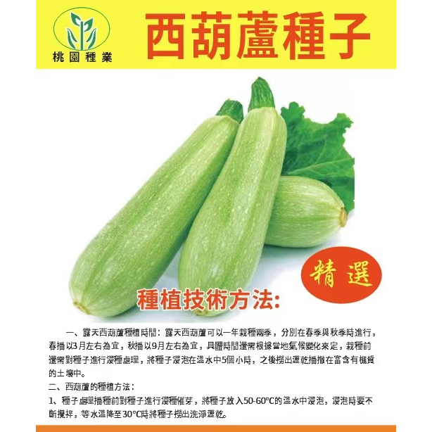 【西葫蘆種子】高產蔬菜種子四季易種家庭陽台盆栽蔬菜籽耐寒抗病