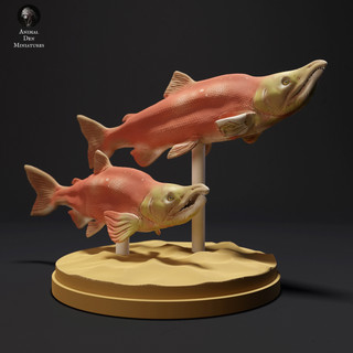 Tazo工坊[AD] 紅鮭魚Sockeye Salmon 3D列印模型NA