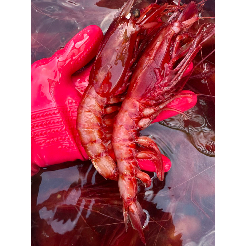 「現」藍海鮮漁-大溪漁港每日現撈現流「分尺寸 生食級胭脂蝦 深海紅蝦」