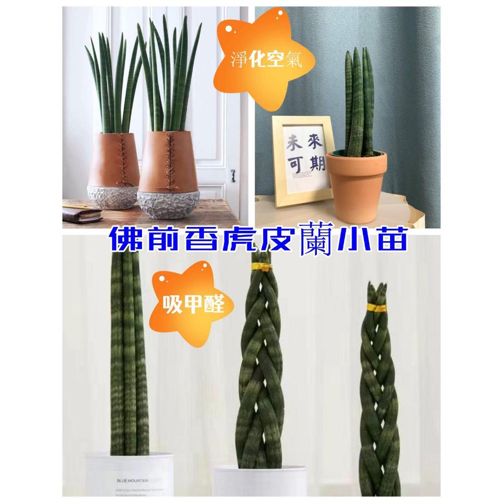 【佛前香棒葉虎皮蘭苗】佛前香棒葉虎皮蘭除甲醛客廳陽臺辦公室室內落地好養盆栽小綠植小苗