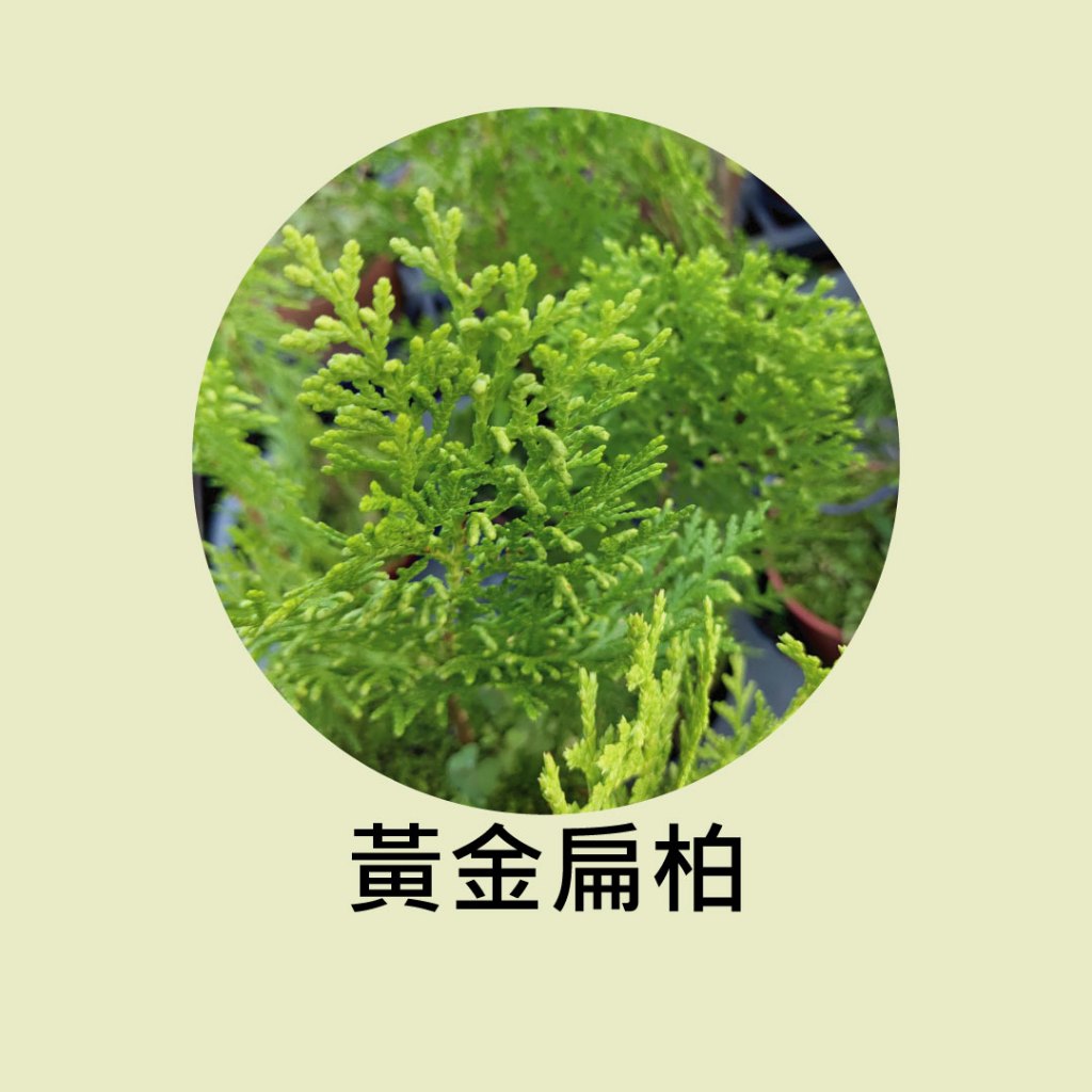 [碧路蘭旅]黃金扁柏 3吋盆 苗木 盆栽 綠化