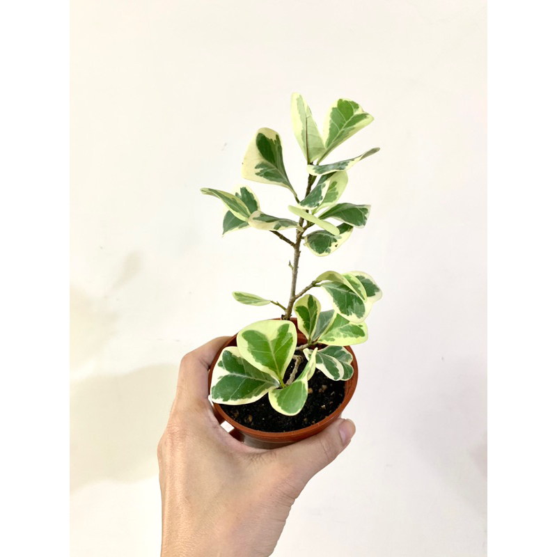 🌵EnjoyGarden🌵斑葉三角榕/棒棒堂/觀葉植物