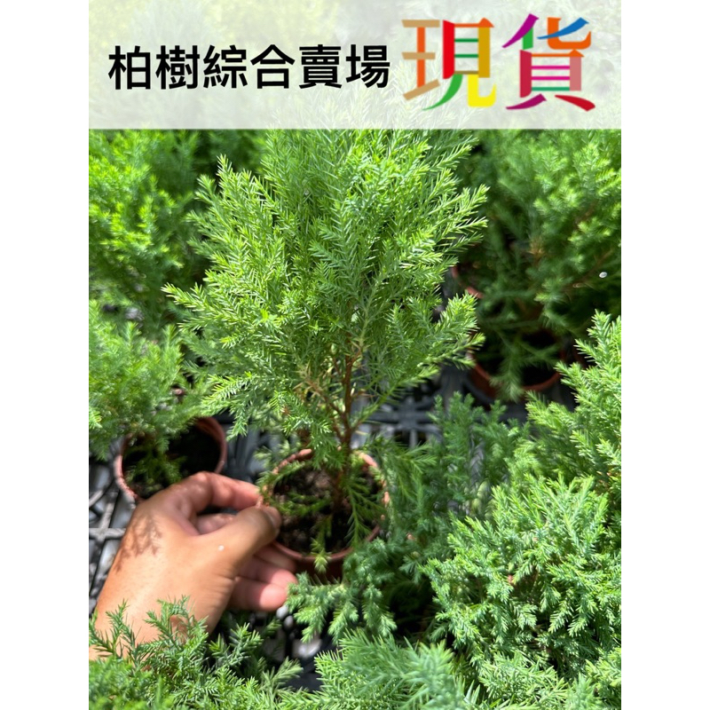 柏樹 捲柏 綜合賣場 翠柏 西洋檜木 青檜 藍星柏 藍羽柏 藍爪柏 聖誕柏 麝香柏 黃金扁柏 龍柏 圓葉竹柏 文竹