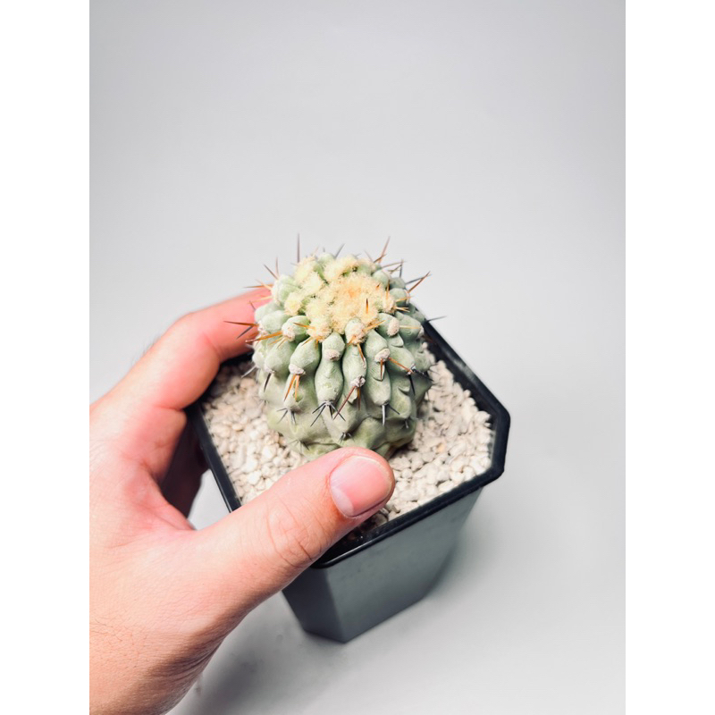 孤龍丸｜Copiapoa columna-alba｜仙人掌｜奇花玉樹