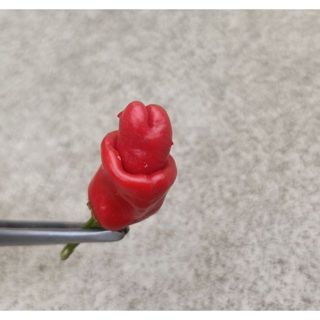 彼得辣椒 弟弟辣椒—種子20粒100元