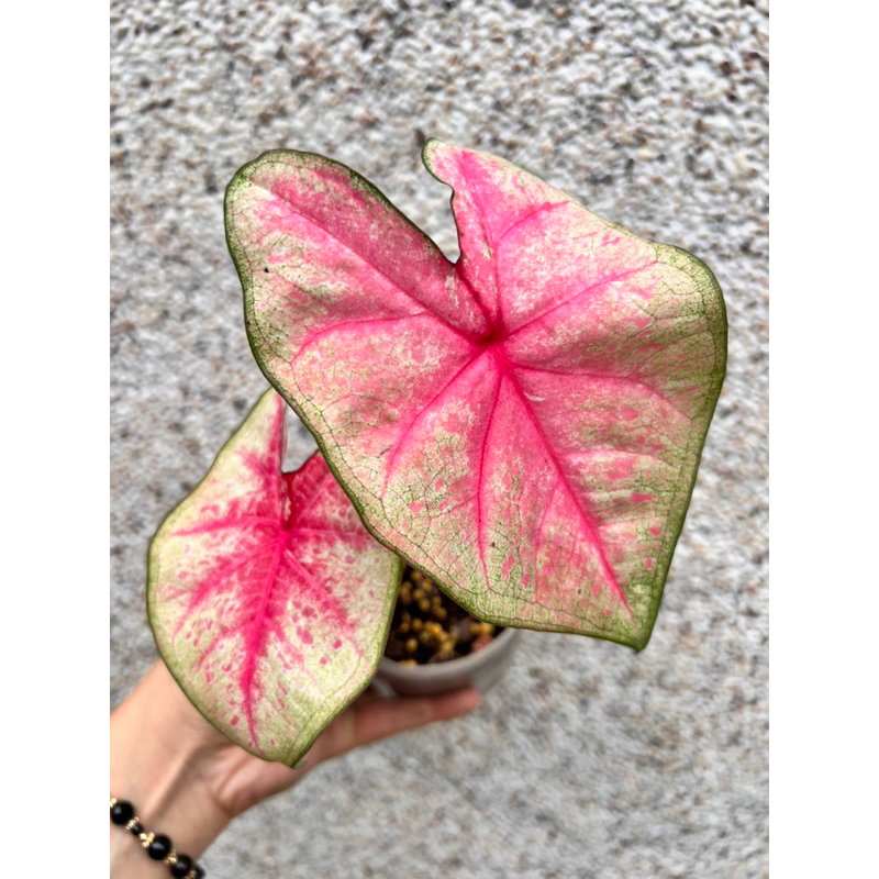 《天棠地芋》泰彩 彩葉芋 Caladium 58 泰國彩葉芋 一物一拍