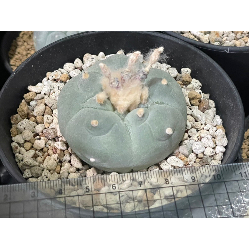 大疣銀冠玉的價格推薦- 2026年2月| 比價比個夠BigGo