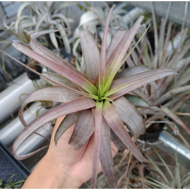 《植醉今明》Tillandsia 空氣鳳梨系列-愛結 Love knot