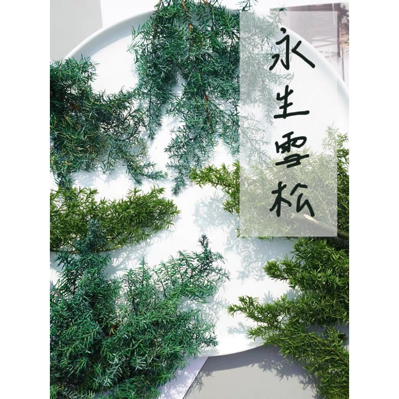 永生雪松 不凋雪松 大地農園雪松 聖誕樹 永生花 葉材 手作 花圈 材料包 整包雪松