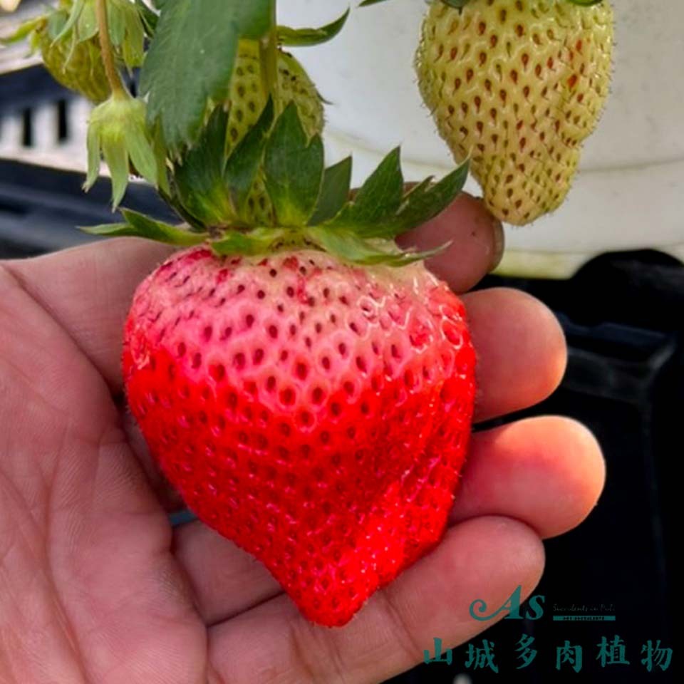 🔥滿額免運費🔥《佐賀清香草莓》售完不追 日本佐賀品種 台灣繁殖 售草莓苗 現貨快出 AS山城多肉植物農場