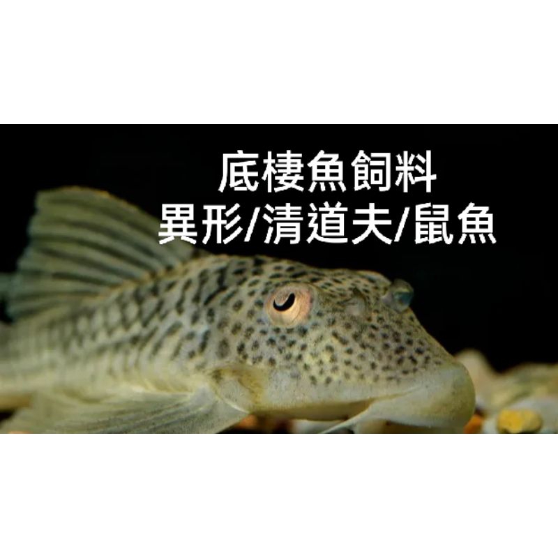 鳳姐水族飼料🐟🐟日本進口 底棲魚飼料