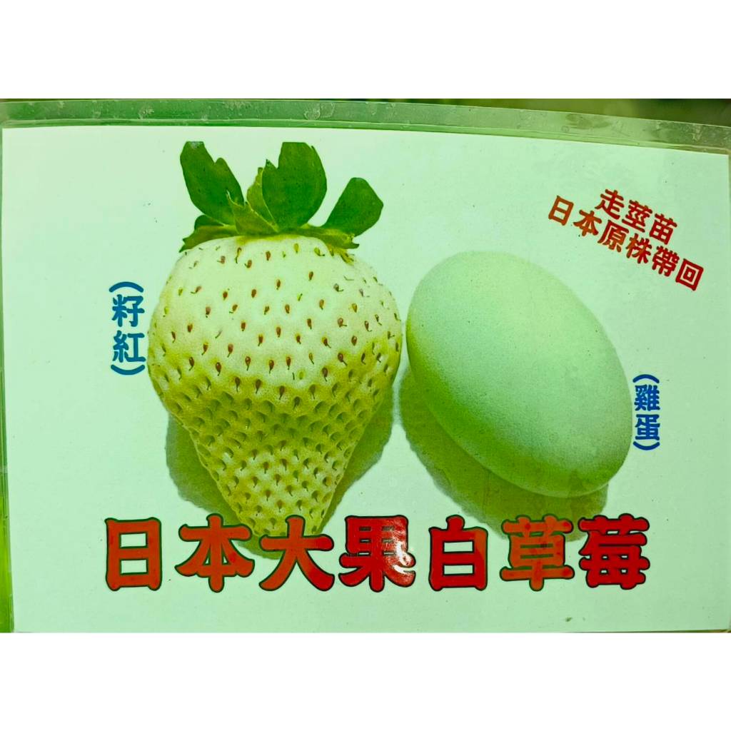 尚未開花結果 [ 日本大果白草莓盆栽 ] 新品種草莓苗  5-6寸盆～季節限定~ 先確認!